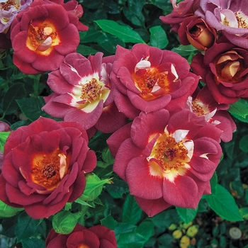 Rosa 'Hot N Sassy' - Hot N Sassy Patio Rose