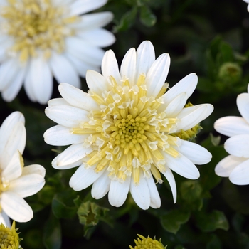 Osteospermum hybrid - 4D™ Lemon Ice 