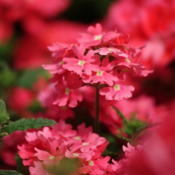 Verbena peruviana - Aztec® Wild Rose Verbena