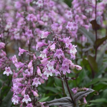 Penstemon hybrid - 'Midnight Masquerade'