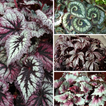 Multiple Varieties - Rex Begonia