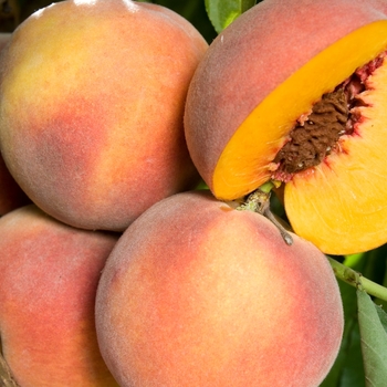 Prunus persica 'O Henry' - Peach O Henry