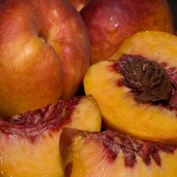 Prunus persica var. nuci-persica 'Fantasia' - Nectarine Fantasia