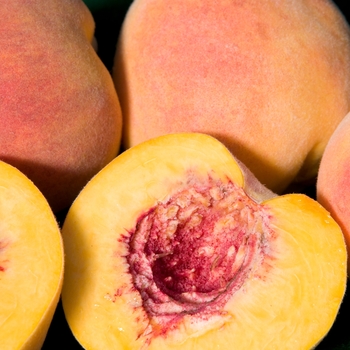 Prunus persica 'Elberta' - Peach Elberta
