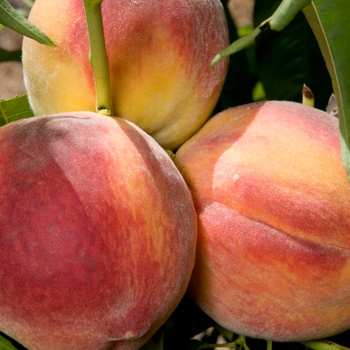 Prunus persica 'Redhaven' - Peach Redhaven