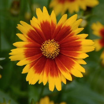Coreopsis hybrida - UpTick™ Gold & Bronze Tickseed