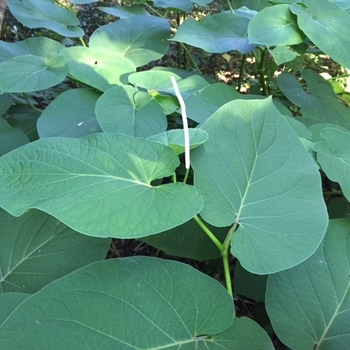 Piper auritum - Hoja Santa