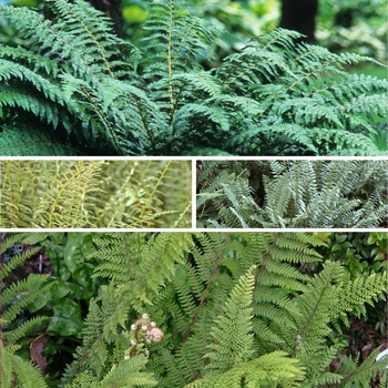Polystichum Multiple Varieties - Fern