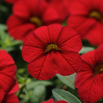 Calibrachoa x hybrida 'Cabaret® Bright Red' - Trailing Petunia