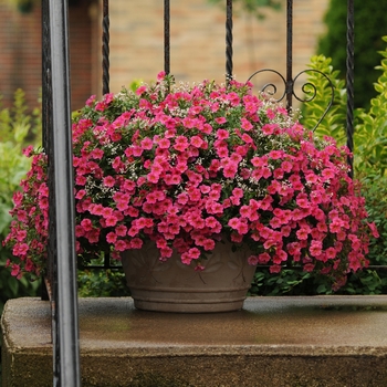 Calibrachoa x hybrida 'Cabaret® Hot Pink' - Trailing Petunia