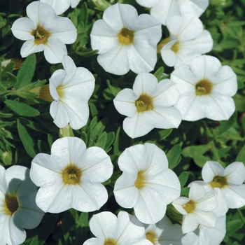 Calibrachoa hybrida 'Cabaret Bright White' - Cabaret® Mini Petunia