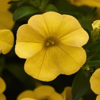 Calibrachoa hybrida 'Cabaret Yellow Golden' - Cabaret® Mini Petunia