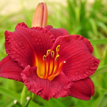 Hemerocallis 'Cranberry Baby' - Daylily
