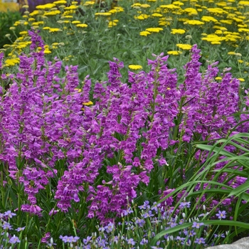 Penstemon 'Prairie Dusk' - Beardtongue