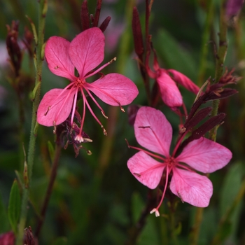 Gauara lindheimeri 'Belleza Pink' - Belleza Pink Gaura