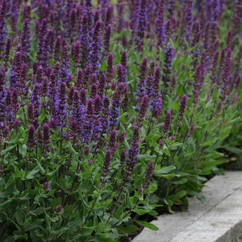 Salvia nemorosa 'Lyrical Blues' - Meadow Sage