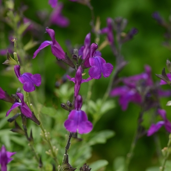 Salvia greggii 'Mirage™ Deep Purple' - Sage