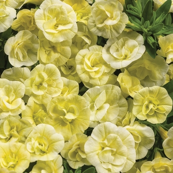 Calibrachoa hybrid - Superbells® Double Chiffon