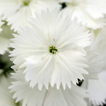 Dianthus hybrida 'Floral Lace White' - Dianthus