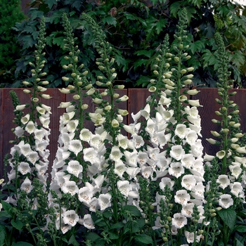 Digitalis purpurea 'Camelot White' - Foxglove