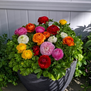 Ranunculus asiaticus 'Bloomingdale II Mix' - Persian Buttercup