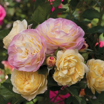 Rosa Floribunda 'Life of the Party' - Life of the Party Rose