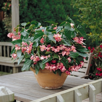 Begonia hybrid 'Dragon Wing' - Dragon Wing Begonia