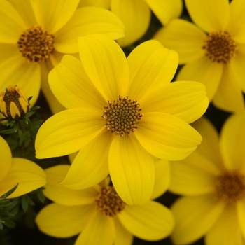 Bidens ferulifolia - Sun Drop Compact Bidens
