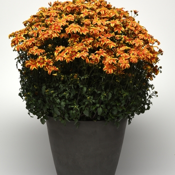 Bidens 'Bee Bold' - Bidens