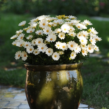 Osteospermum hybrida 'Voltage® White' - African Daisy