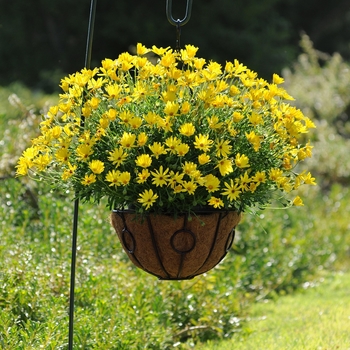 Osteospermum hybrida 'Voltage™ Yellow' - African Daisy