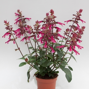 Salvia 'Skyscraper™ Dark Purple' - Salvia