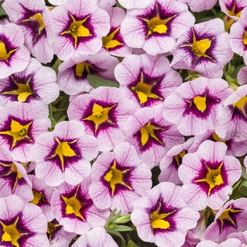 Calibrachoa hybrid - Superbells® Morning Star™