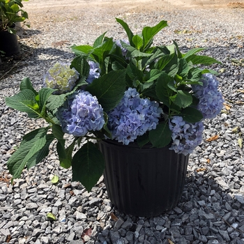 Hydrangea macrophylla 'Nikko Blue' - Bigleaf Hydrangea