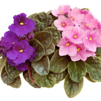Saintpaulia ionantha - African Violet