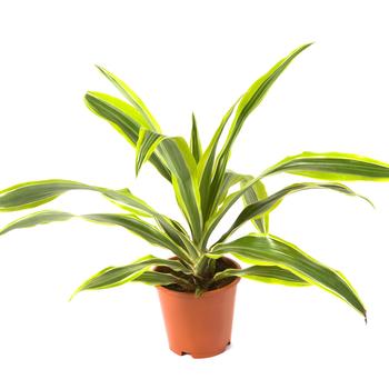Dracaena fragrans 'Lemon Lime' - Lemon Lime Dracaena