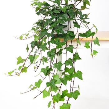 Hedera helix - English Ivy