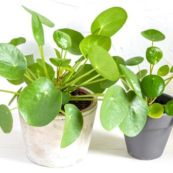 Pilea peperomioides - Sharing plant 