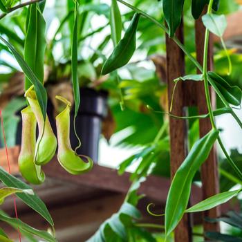 Nepenthes - Pitcher Plant