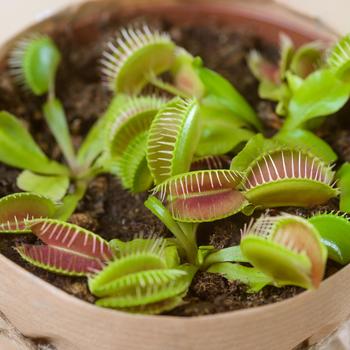 Dionaia muscipula - Venus Flytrap