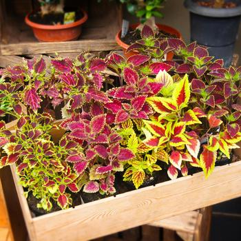 Solenostemon scutellarioides - Coleus 