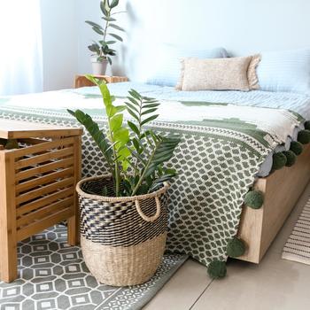 Zamioculcas zamiifolia - ZZ Plant