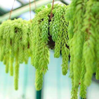 Sedum morganianum - Burro’s Tail