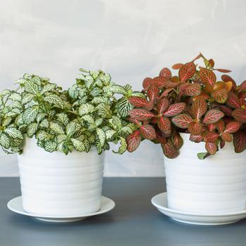 Fittonia - Nerve Plant