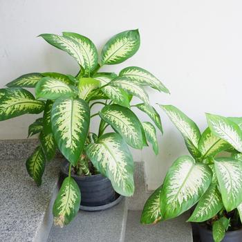 Dieffenbachia - Dumb Cane