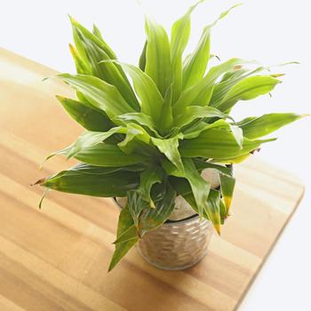 Dracaena deremensis 'Janet Craig' - Janet Craig Dracaena