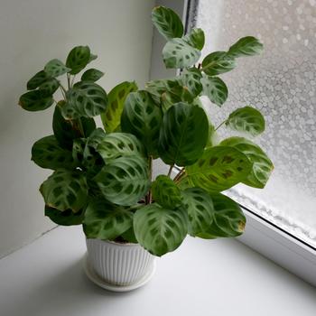 Maranta leuconeura - Prayer Plant
