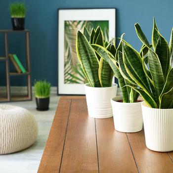 Sansevieria trifasciata - Snake Plant - Taller Varieties