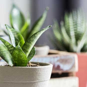 Sansevieria trifasciata - Snake Plant - Shorter Varieties