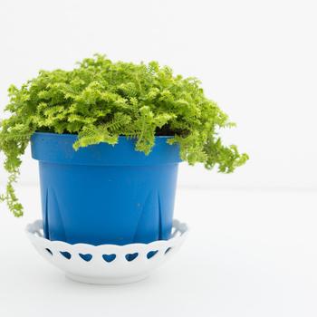 Selaginella - Spike Moss